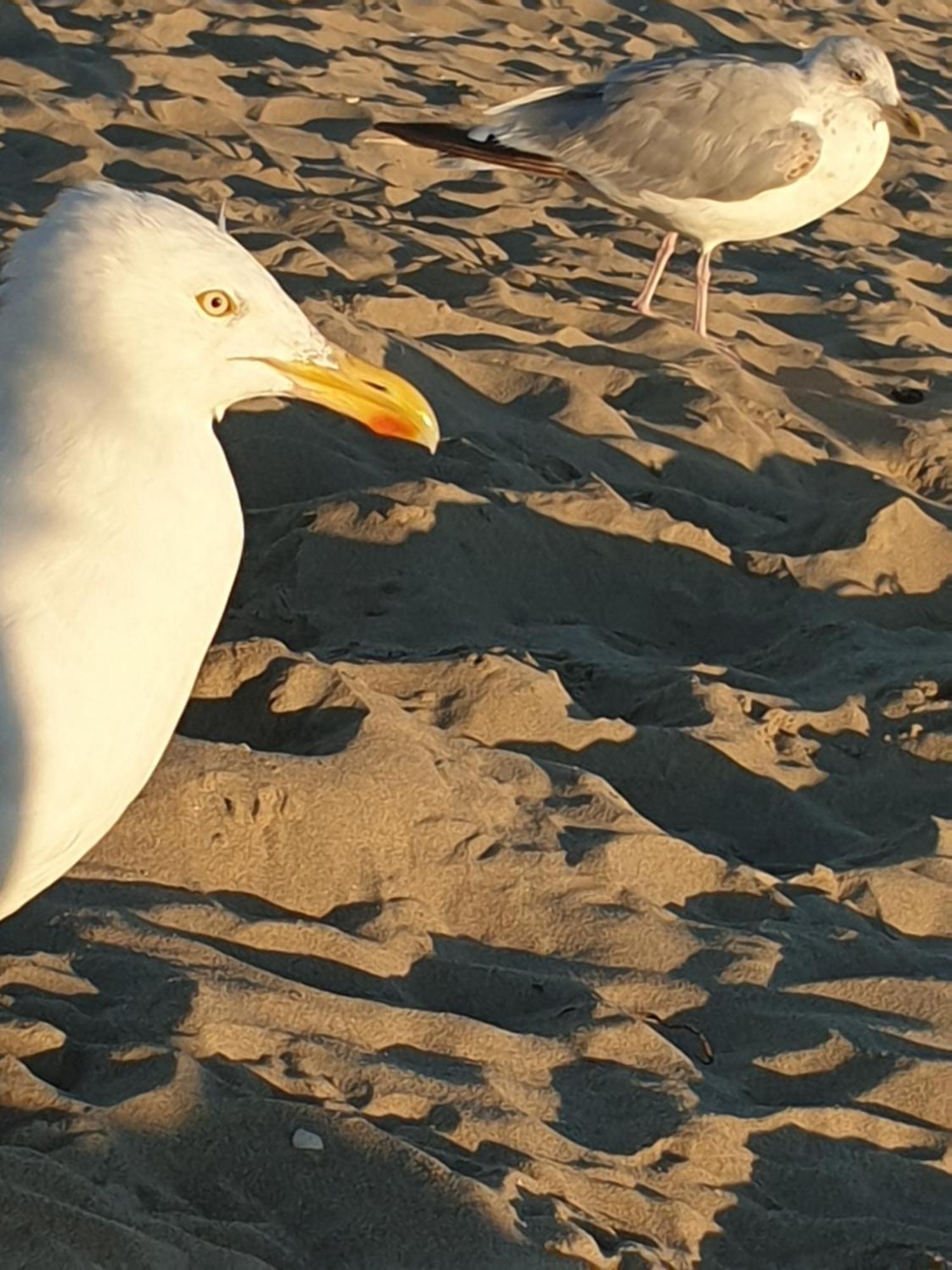 Rembrandts Beach View Zandvoort Dış mekan fotoğraf